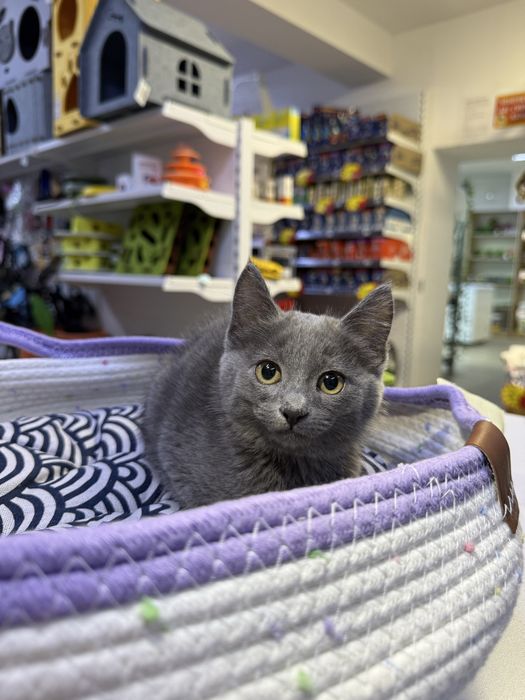 Котята полубританцы, помесь