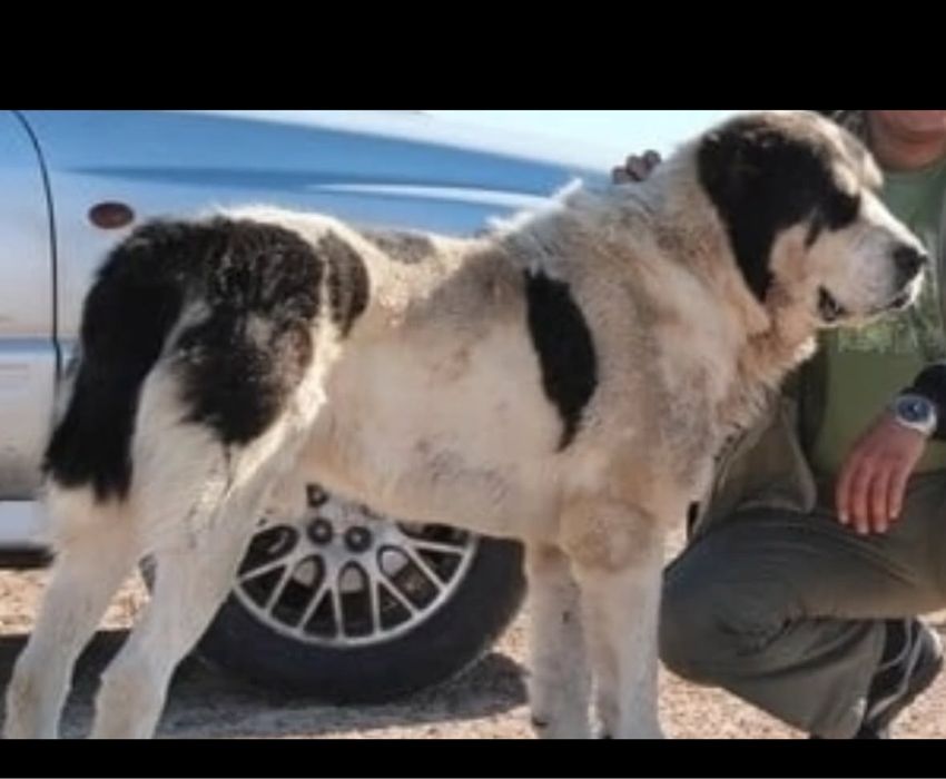 Тобет/алабай/сао