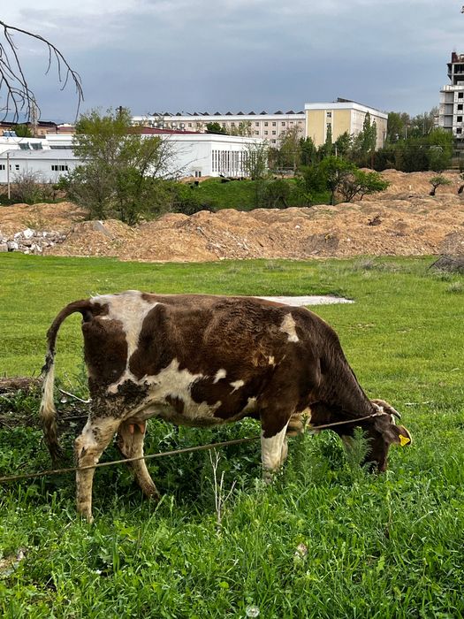 Jaydari baquvat ona- bola mol