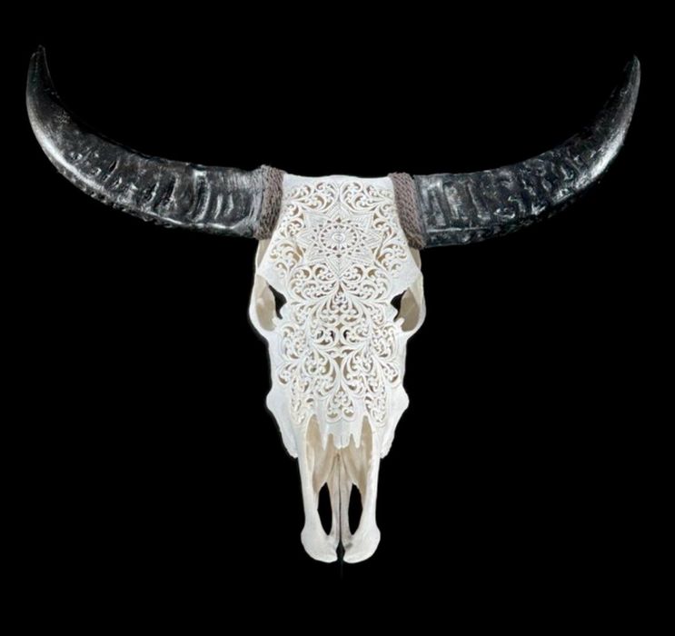 Vand craniu bivol sau vaca sculptate in Indonezia