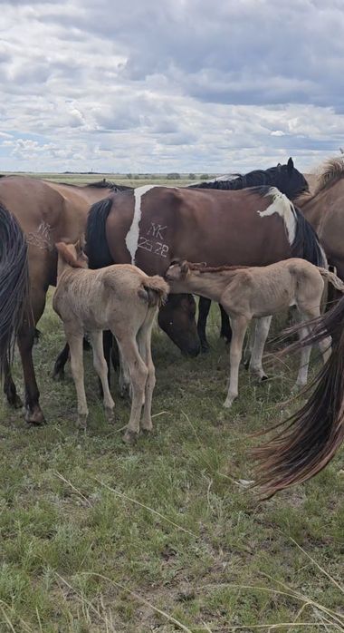 Кула башкир айгыр сатылады!
