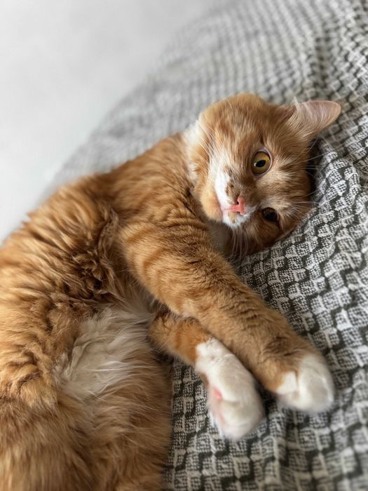 Кошечка в добрые руки