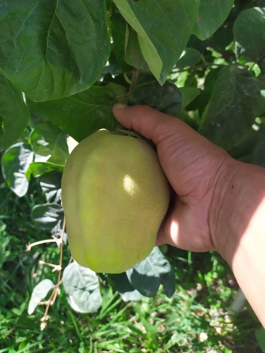 Бехи кучатлари дехкондан биринчи Кул.