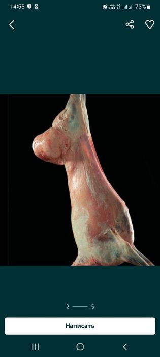 Қозы қой тоқты қошқарлар сатылады