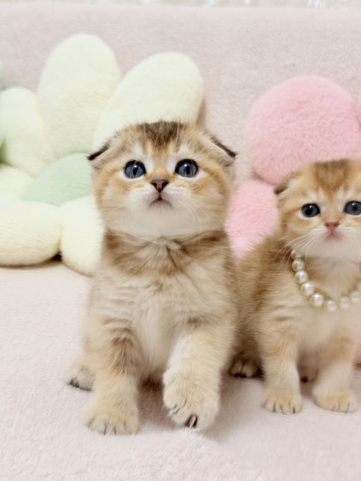 Котята чистокровные