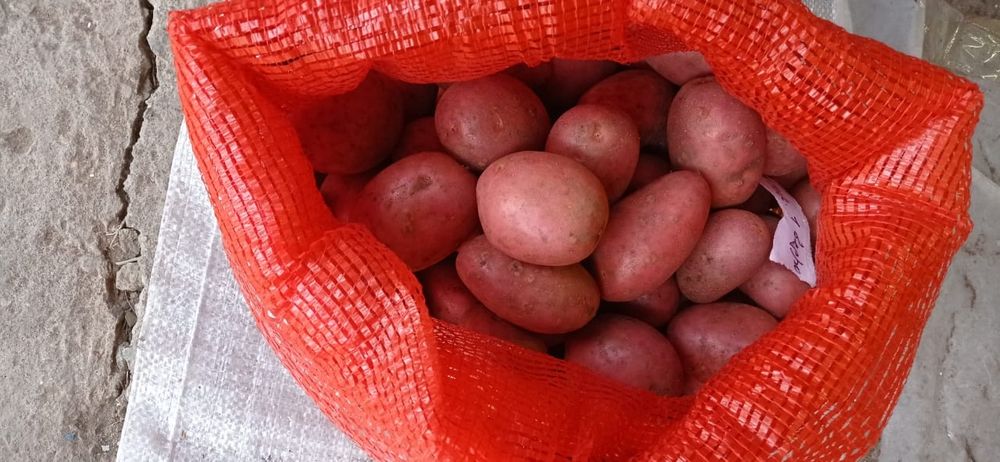 Продам картофель