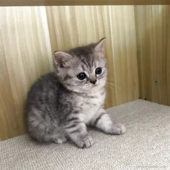 Британские котята