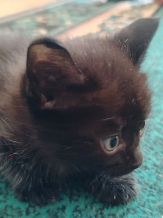 Котята. Четыре мальчика. Две девочки