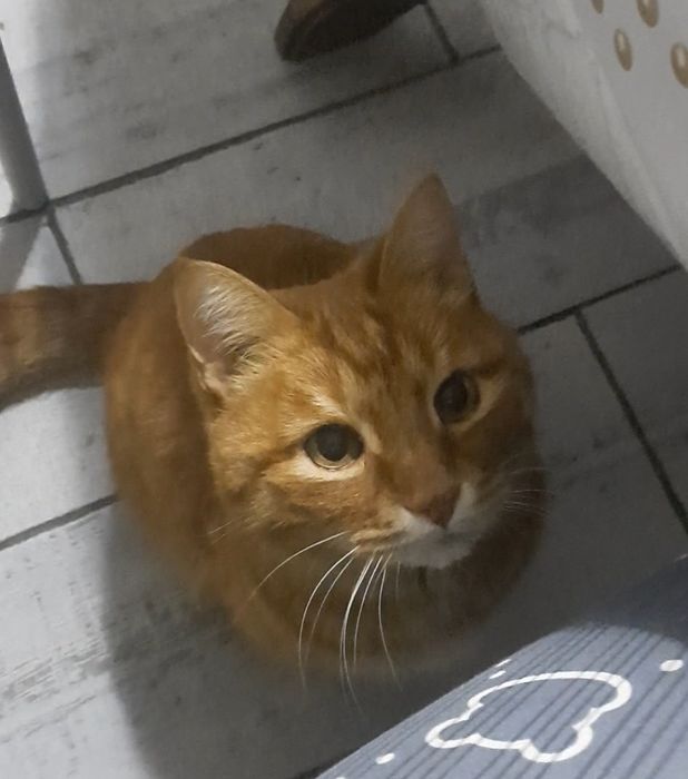 Отдаём кота в хорошие руки