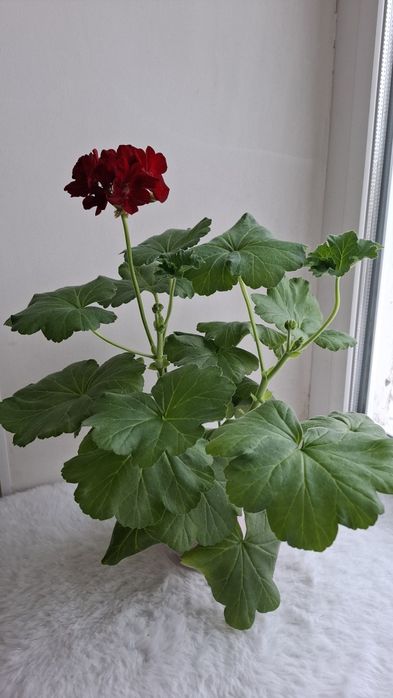 Молодая цветущая герань