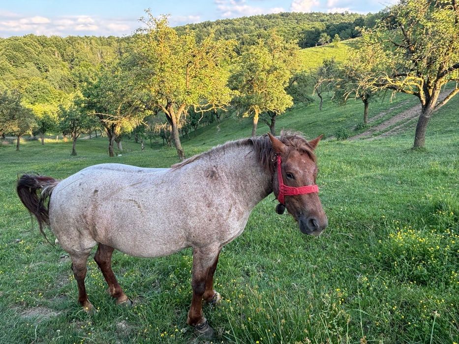 Pereche de cai (Armăsar și Iapă )