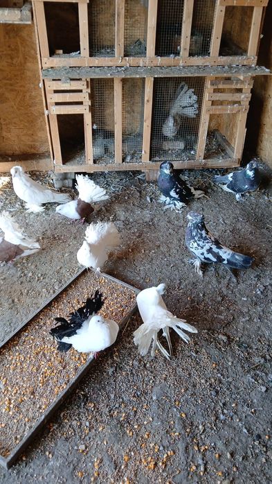 Vând porumbei diferite rase