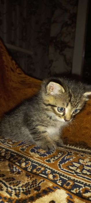 Отдам очень красивых ласковых котят