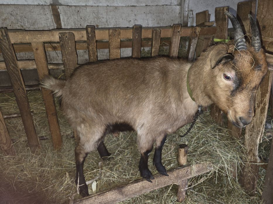 Vând iedita alpina franceza