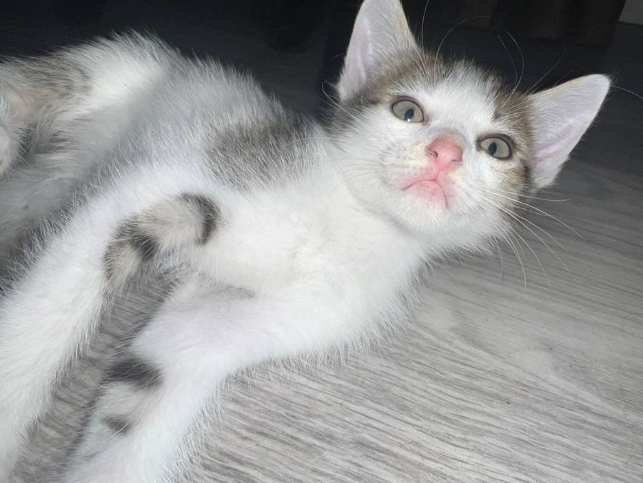 Котята ищут дом!