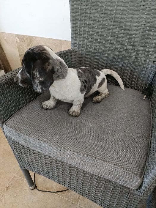 Teckel mini arlechin , tekel merle , dachshund mini