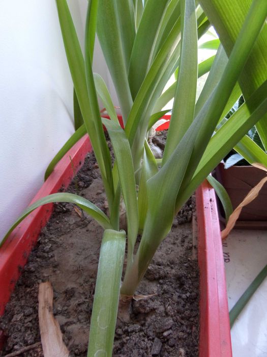 Индийский лук ( Птицемлечник )