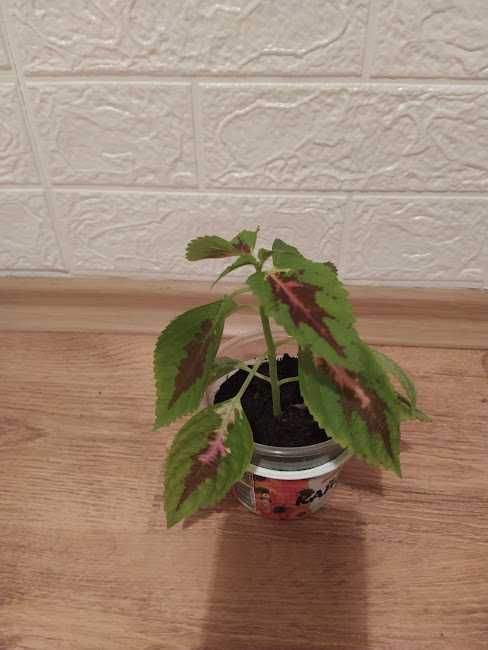 9  стайни   растения + отстъпка и подарък