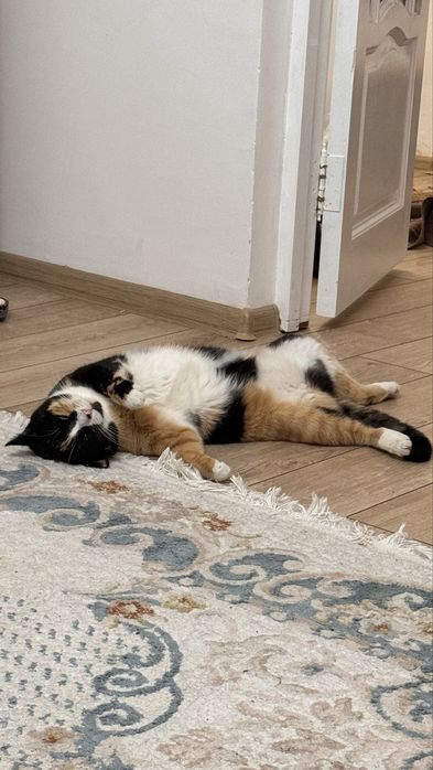 Отдам красавицу по имени Фокси