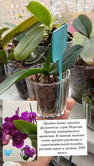 Орхидея фаленопсис сортовые