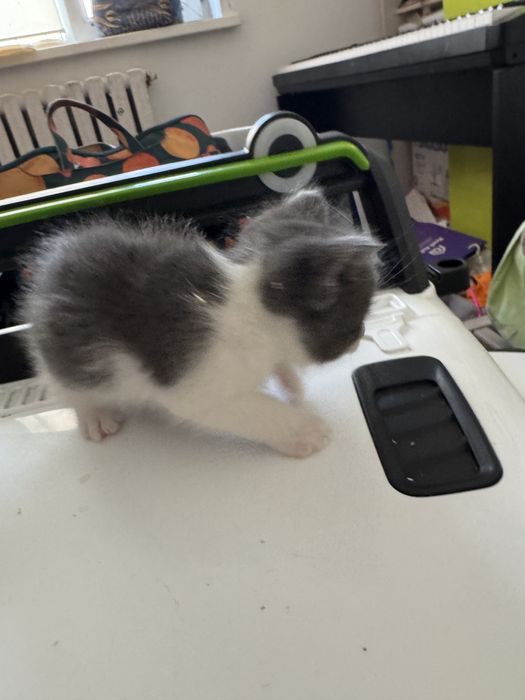 Котята бесплатно
