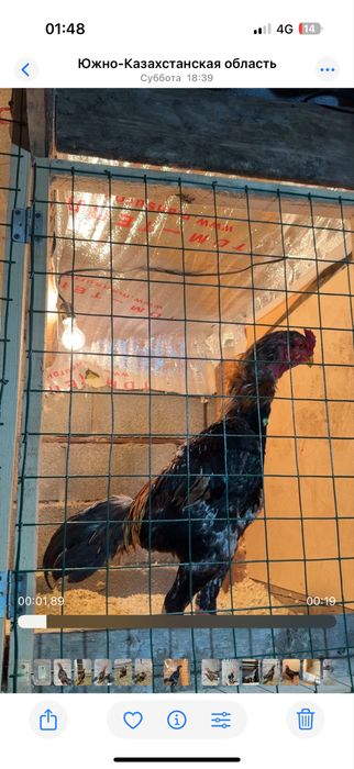 Майски шамо веетнам микс