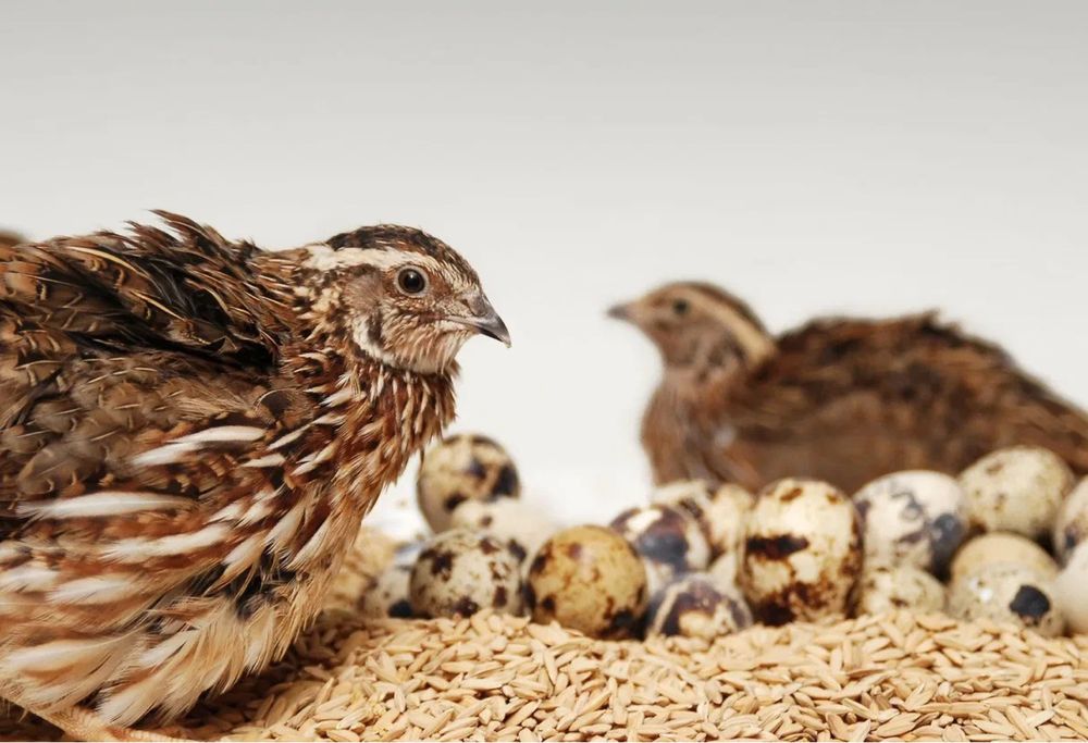 Продаются перепелки