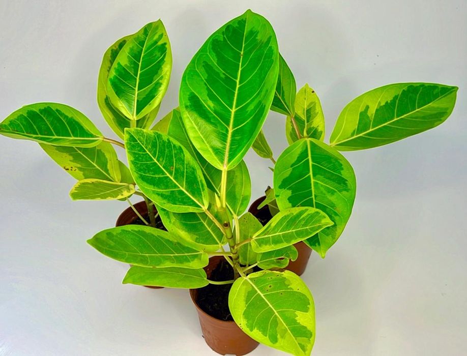 Фикус Альтиссима Вариегата 3500