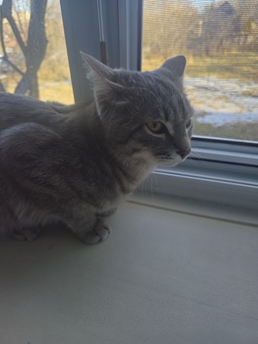 Отдам кота в добрые руки