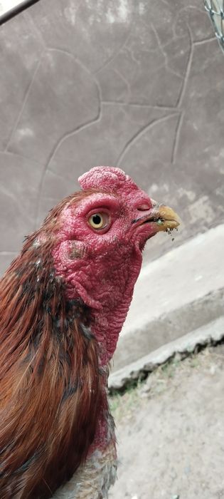 продам петуха дакан
