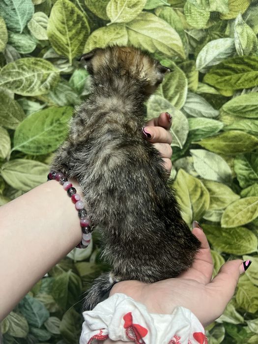 Котята вислоухие