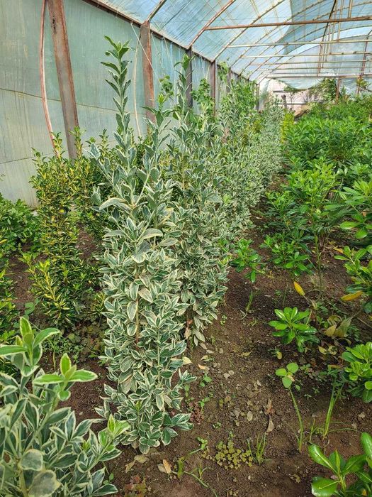 Mevali va manzarali ko'chatlar