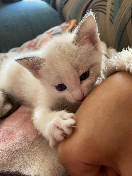 Отдам красивых котят