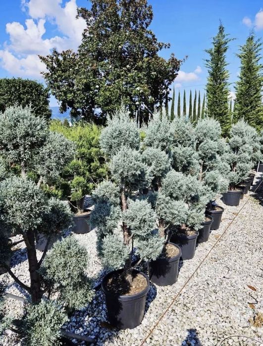 Plante de vanzare rezistente la frig