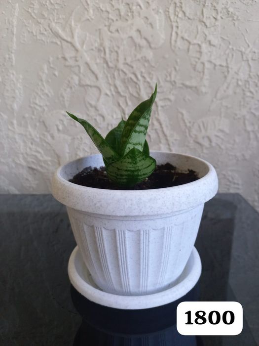 Цветы для вашего уюта