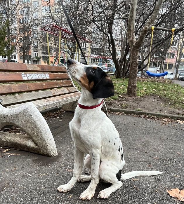 Подаряваме куче на 6 месеца