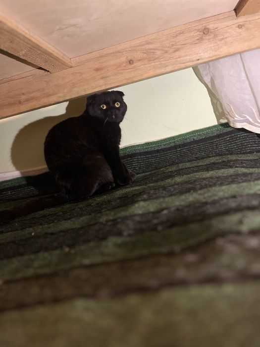 мы продаем кошек