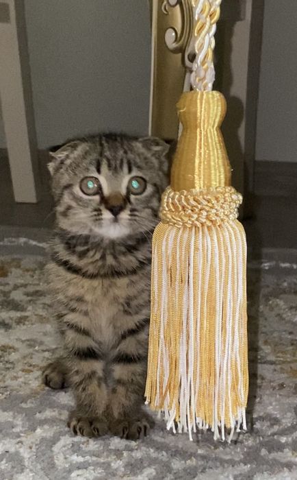Продается вислоухий шотландский котенок Скоттиш Фолд