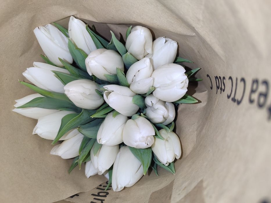 Тюльпаны  Алматы