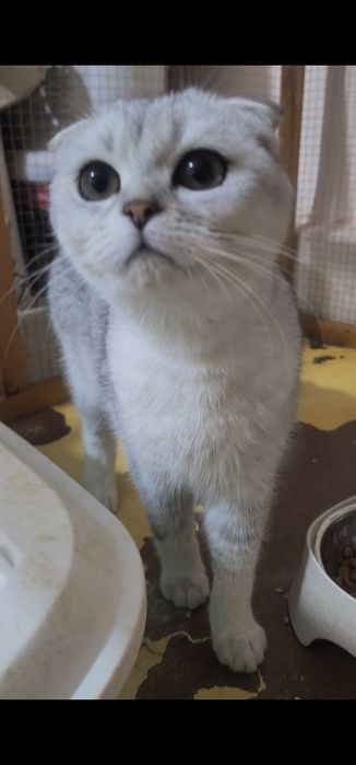 Зоттор британ киз мушук