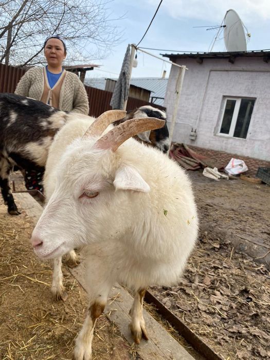 Ещкі , теке және лактар