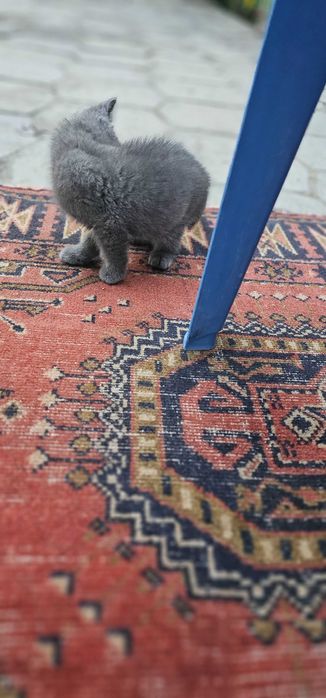 Кошка британская