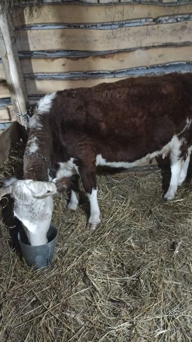 Продам корову стельная
