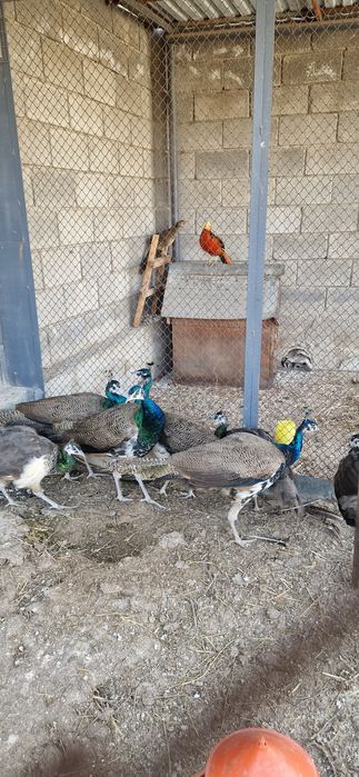 Продам индийских павлинов