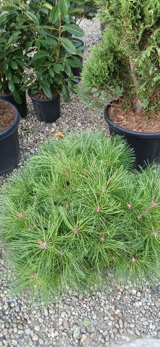 Gazon rulou  sistem de irigații cu automatizare semințe de  gazon