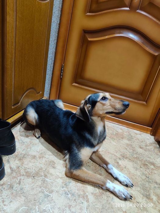 Ищем хозяев. Найдена собачка