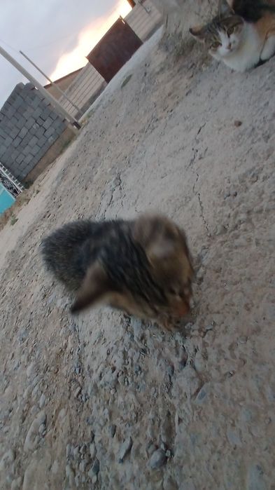 отлам кошки за добрую руку