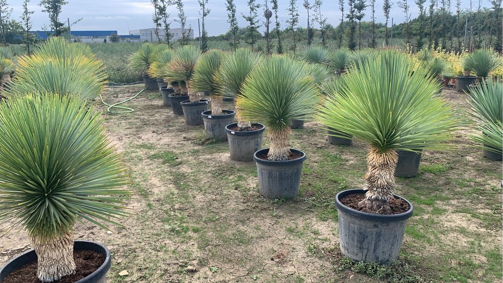 Yucca Rostrata 30-40cm de trunchi