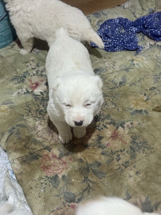 Төбет (алабай)күшігі