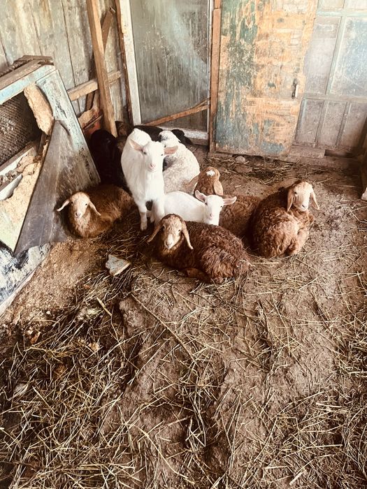 ягнята в части города